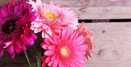 Gerbera daisies, radiating joy and cheerfulness.