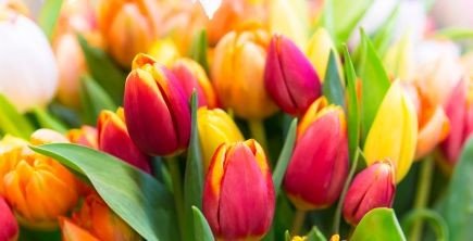 A vibrant mix of roses and tulips.