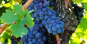 Grapes