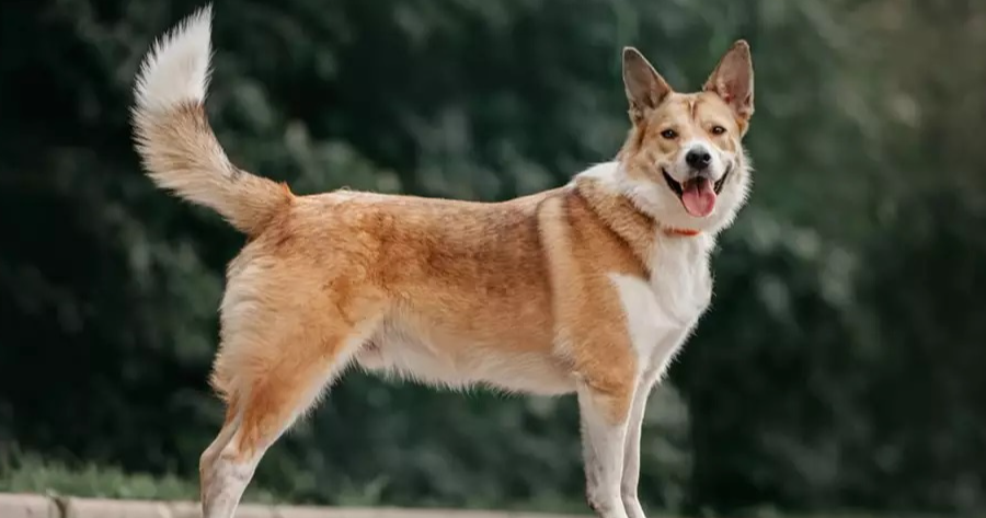 Question Image