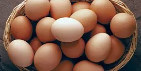 Egg