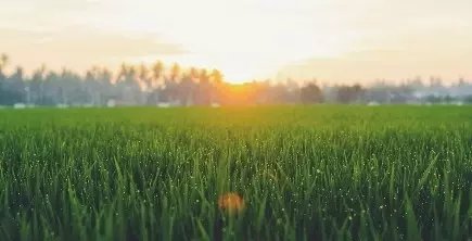 Grass