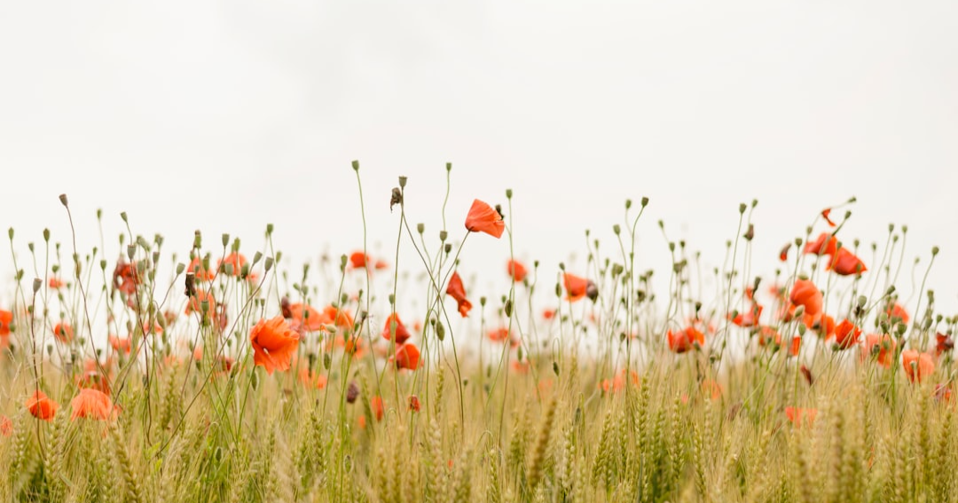 Wildflowers