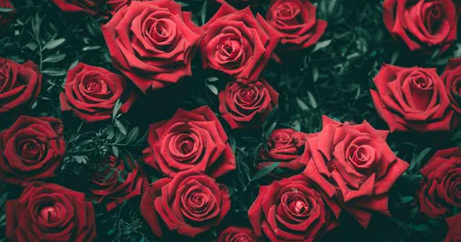 Roses
