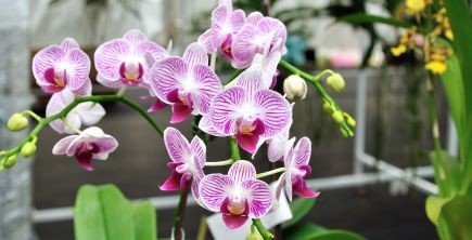 Orchids, representing luxury and refinement.